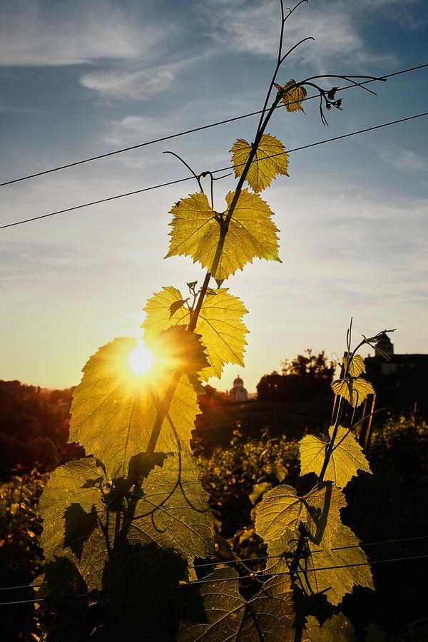 Loisium Wine & Spa Hotel Suedsteiermark Ehrenhausen Exteriör bild