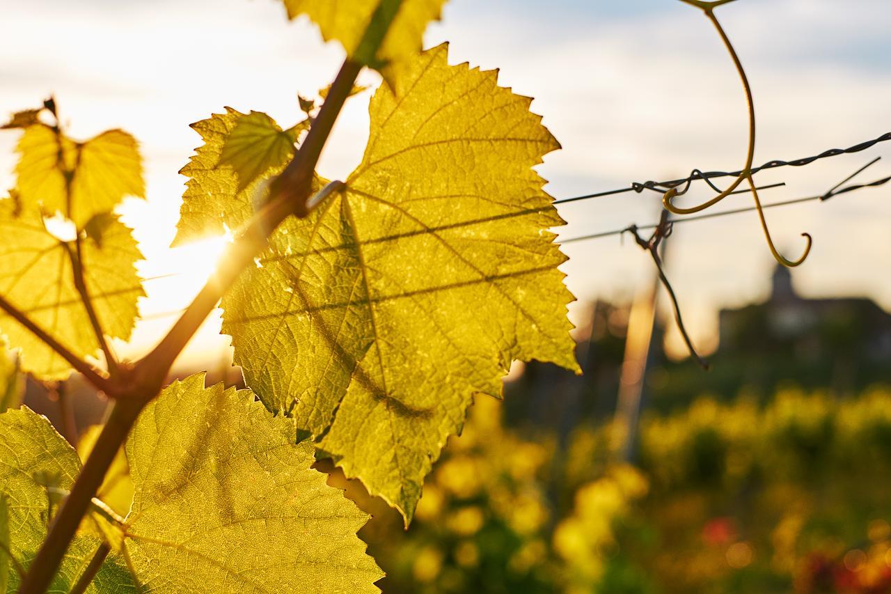 Loisium Wine & Spa Hotel Suedsteiermark Ehrenhausen Exteriör bild